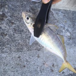 サゴシが釣れたよ〜