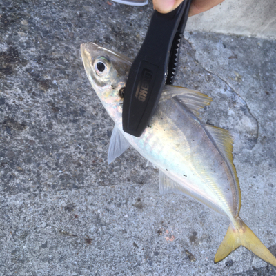 サゴシが釣れたよ〜