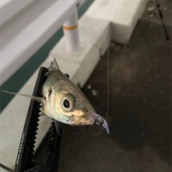 タチウオまだおるんや