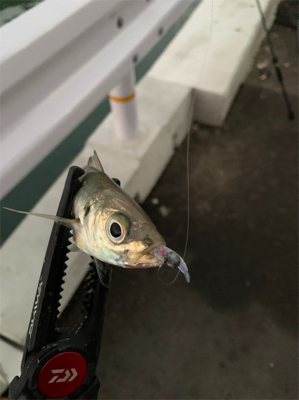 タチウオまだおるんや