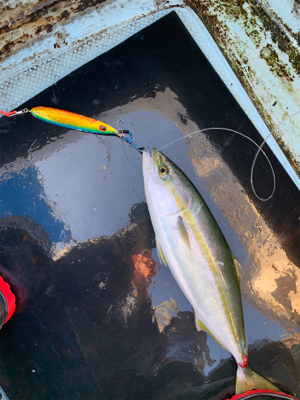 明石沖ジギング