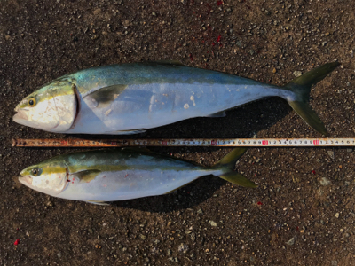 メジロ！ハマチ！2020ライトゲーム第37…