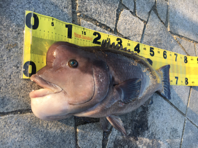 タンコブゲーム