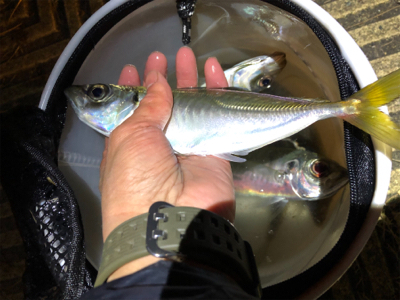 アジング化け物勝負❗️