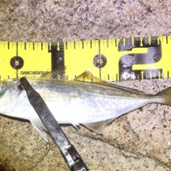 レガーメ牙突鱗付