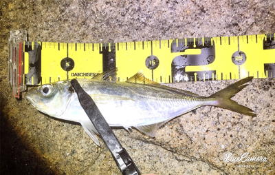 レガーメ牙突鱗付