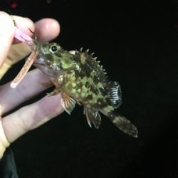 アジを求めて⑳