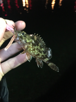 アジを求めて⑳