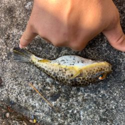 まだまだアオリイカ！