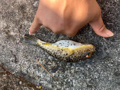 まだまだアオリイカ！