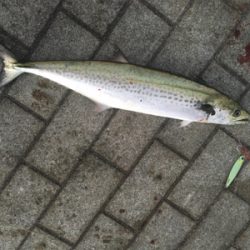 サゴシ57センチ、53センチ。。