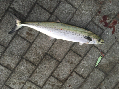 サゴシ57センチ、53センチ。。