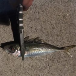 フグをかわしてようやく