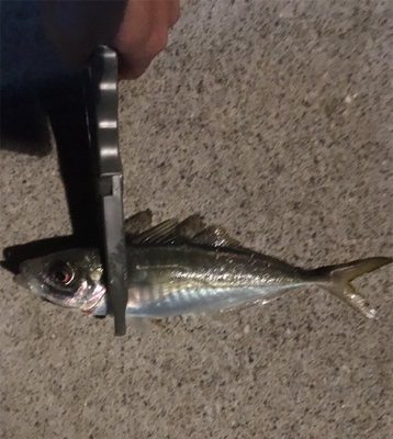 フグをかわしてようやく