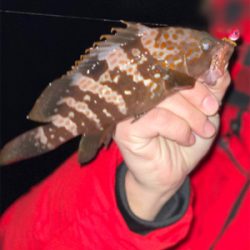 ヒイカ　エギング