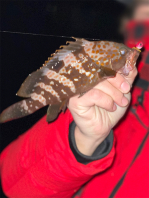 ヒイカ　エギング