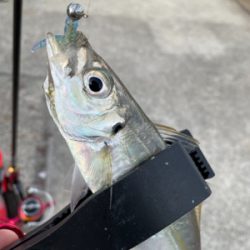 朝まずめ ライトゲーム