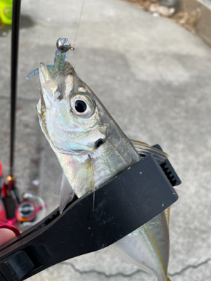 朝まずめ ライトゲーム