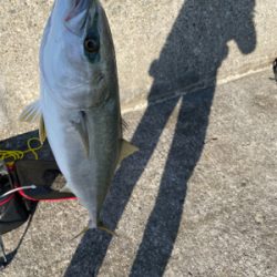 イワシのノマセでガツン！