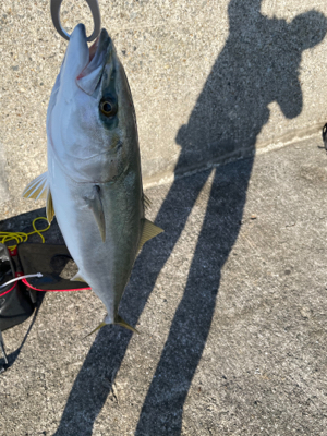 イワシのノマセでガツン！