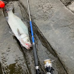 サラシの中からヒラスズキ！！