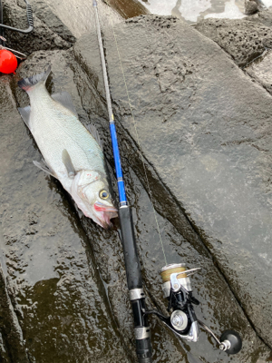 サラシの中からヒラスズキ！！