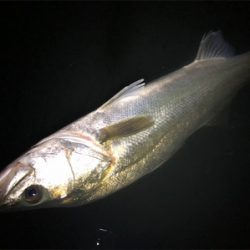 ナイトシーバス！