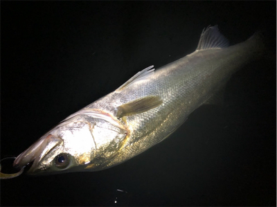 ナイトシーバス！