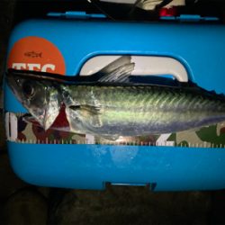 鳴門でフロートアジング