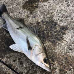 エビ撒き　セイゴ狙い