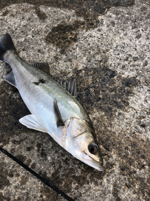 エビ撒き　セイゴ狙い