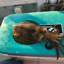 アオリイカ、カワハギ便