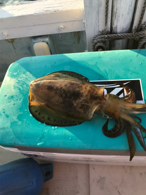 アオリイカ、カワハギ便