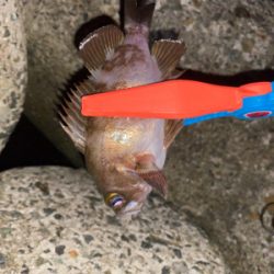 メバリング調査