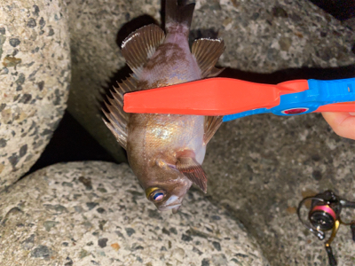 メバリング調査