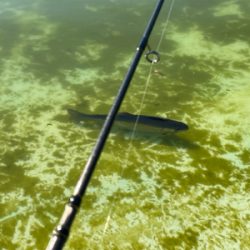 服部トラウト　トゥールチューン