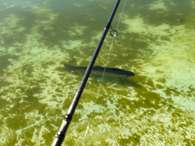 服部トラウト　トゥールチューン