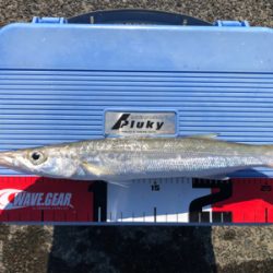 朝一のみカマス釣れてます