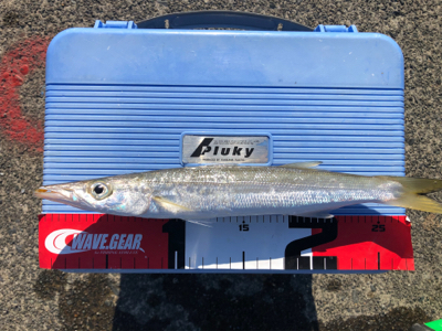 朝一のみカマス釣れてます