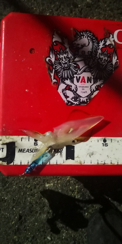 アジング練習 234