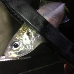 活性高いアジング