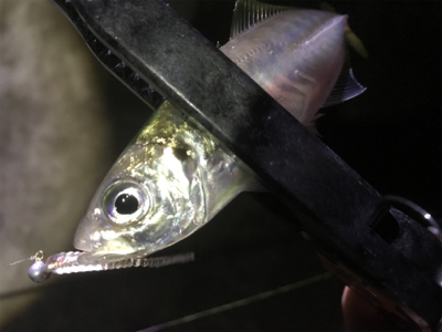 活性高いアジング