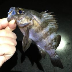 ライトゲームでアジ、メバル