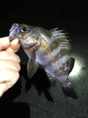 ライトゲームでアジ、メバル