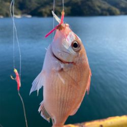 アジの入れ食い
