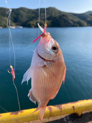 アジの入れ食い