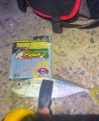 アジ釣れますねぇ〜