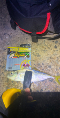 アジ釣れますねぇ〜