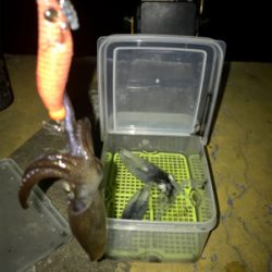 やっぱり厳しいヒイカ釣り(＞＜)