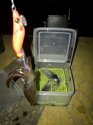やっぱり厳しいヒイカ釣り(＞＜)